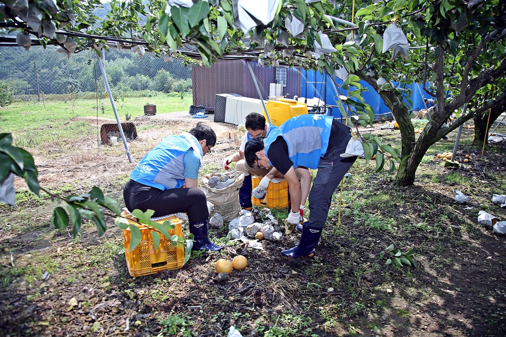 10일 오후 제13호 태풍 링링으로 낙과 피해를 입은 전남 함평군의 한 농가를 찾은 행복드림봉사단 40여 명이 복구지원 봉사를 하고 있다.