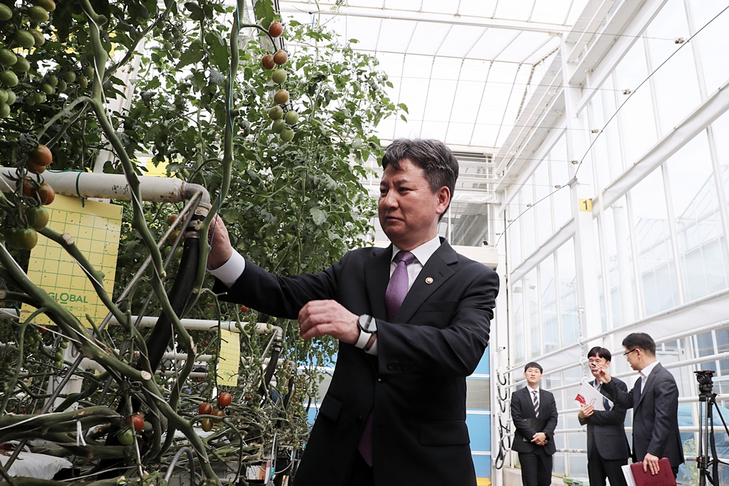 한창섭 행정안전부 차관이 1일 오후 충남 부여군 농업회사법인 '우듬지팜'을 찾아 토마토 수확 체험을 하고 있다.