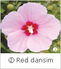 ② Red dansim