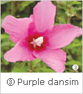 ③ Purple dansim