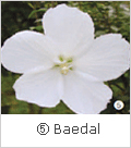 ⑤ Baedal