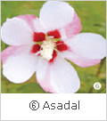 ⑥ Asadal